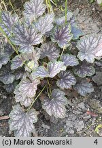 Heuchera Beauty Colour