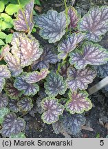 Heuchera Beauty Colour