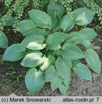 Hosta Hercules