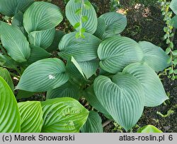 Hosta Hercules