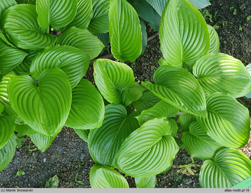 Hosta Blue Shadows