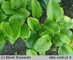 Hosta Blue Shadows