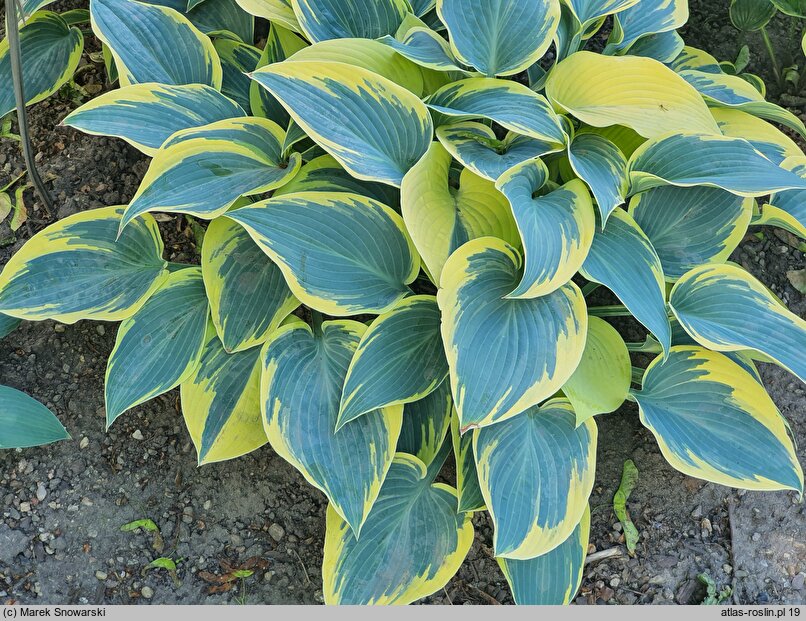 Hosta First Frost