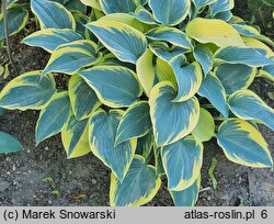 Hosta First Frost