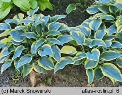 Hosta First Frost