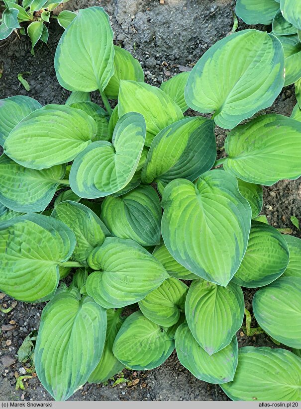 Hosta Lunar Orbit