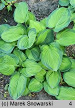 Hosta Lunar Orbit