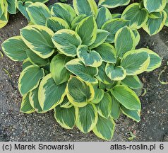 Hosta Leola Fraim