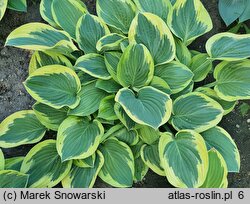 Hosta Leola Fraim