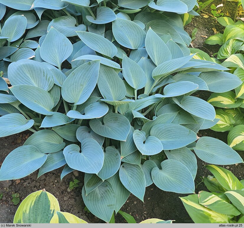 Hosta Canadian Blue