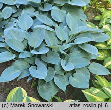 Hosta Canadian Blue