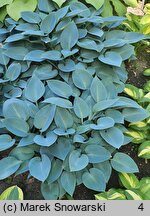 Hosta Canadian Blue