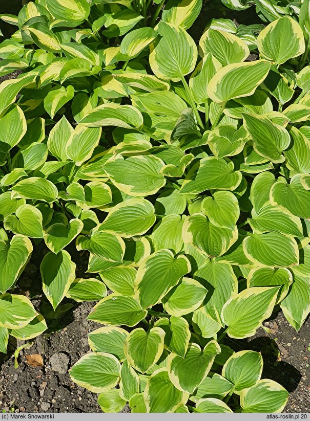 Hosta Shade Fanfare