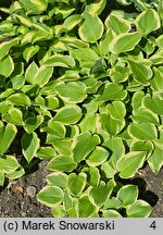 Hosta Shade Fanfare