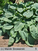 Hosta Blue Angel