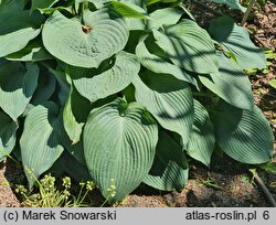 Hosta Blue Angel