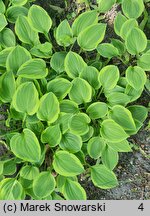 Hosta Golden Tiara