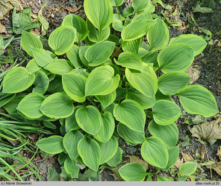 Hosta Golden Tiara