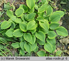 Hosta Golden Tiara