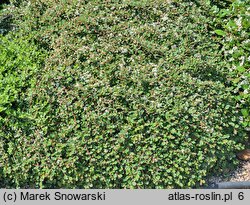 Cotoneaster microphyllus Streib's Findling