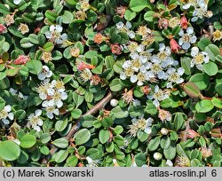 Cotoneaster microphyllus Streib's Findling