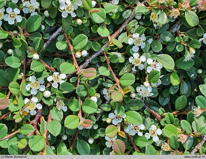 Cotoneaster microphyllus Streib's Findling