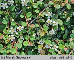 Cotoneaster microphyllus Streib's Findling