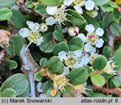 Cotoneaster microphyllus Streib's Findling