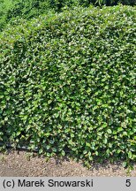 Cotoneaster dammeri (irga Dammera)