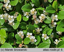 Cotoneaster dammeri (irga Dammera)