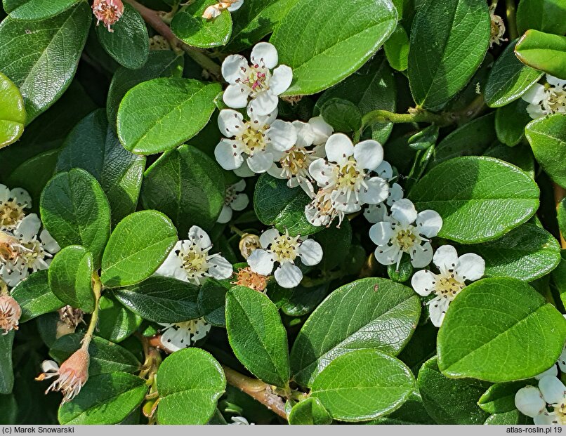 Cotoneaster dammeri (irga Dammera)