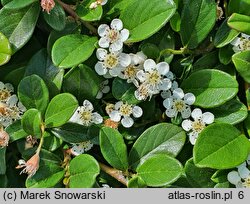 Cotoneaster dammeri (irga Dammera)