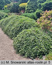 Cotoneaster dammeri (irga Dammera)