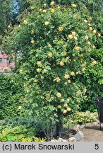 Rosa hort. KORklemol