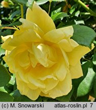 Rosa hort. KORklemol