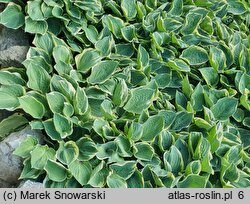 Hosta Crusader