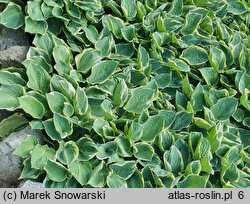 Hosta Crusader