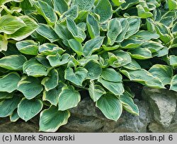 Hosta Crusader