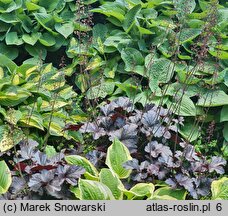 Heuchera Obsidian