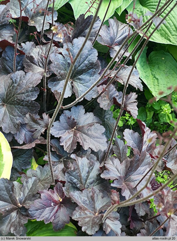 Heuchera Obsidian