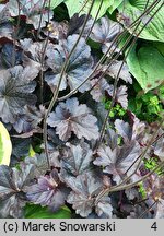 Heuchera Obsidian