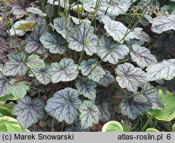 Heuchera Venus