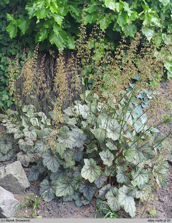 Heuchera Venus