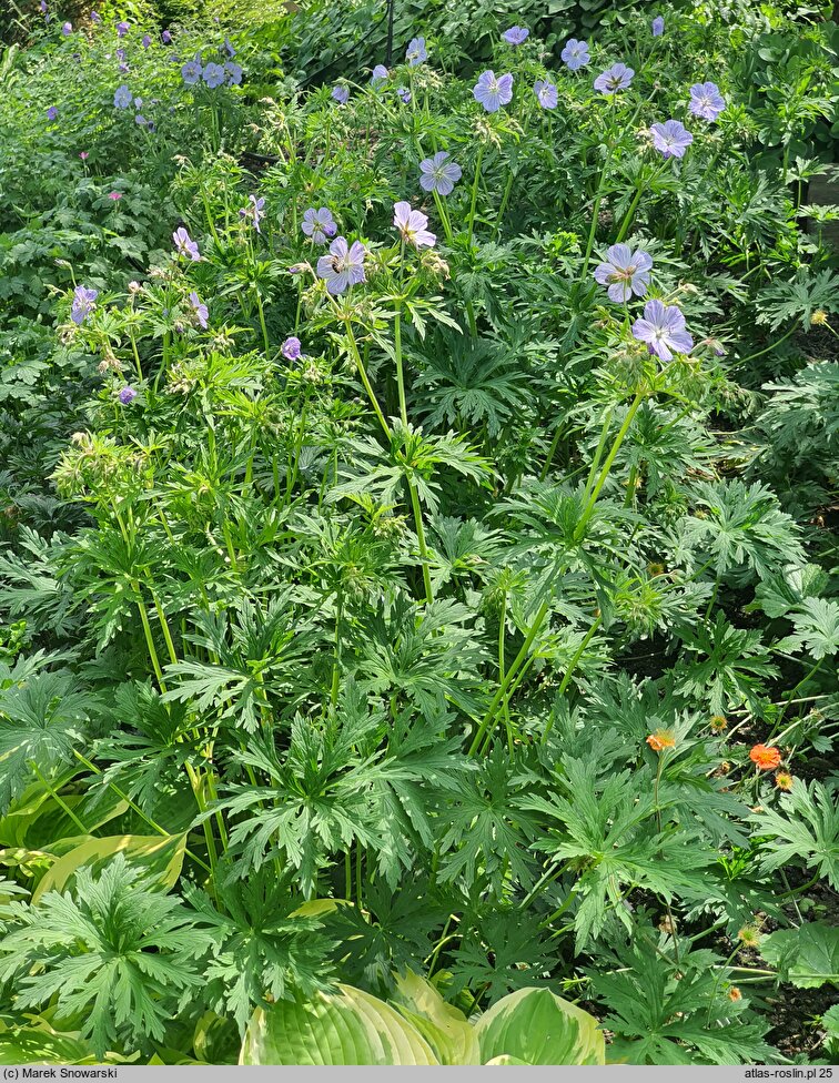 Geranium pratense Mrs Kendall Clark