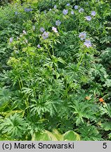 Geranium pratense Mrs Kendall Clark