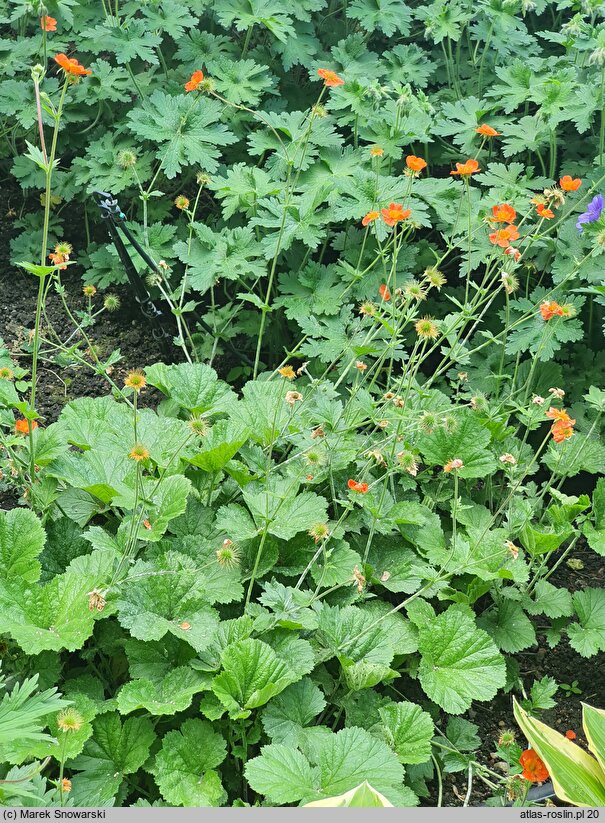 Geum Georgenberg