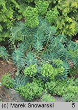 Euphorbia characias ssp. wulfenii (wilczomlecz błękitnawy Wulfena)