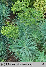 Euphorbia characias ssp. wulfenii (wilczomlecz błękitnawy Wulfena)