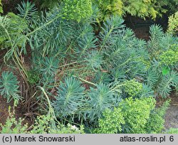 Euphorbia characias ssp. wulfenii (wilczomlecz błękitnawy Wulfena)