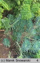 Euphorbia characias ssp. wulfenii (wilczomlecz błękitnawy Wulfena)